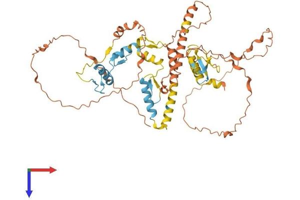 IKZF3 Protein (AA 1-507) (His tag)