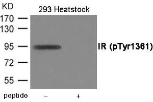 Western blot analysis of extracts from 293 cells treated with Heatstock using IR (Phospho-Tyr1361) Antibody. (Insulin Receptor Antikörper  (pTyr1361))
