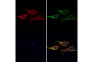 anti-Adaptor-Related Protein Complex 3, mu 1 Subunit (AP3M1) (Internal Region) antibody
