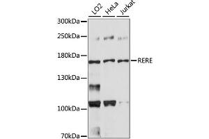 Western blot analysis of extracts of various cell lines, using RERE antibody. (RERE Antikörper)