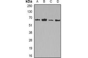 Western blot analysis of Lamin B2 expression in HepG2 (A), MCF7 (B), mouse liver (C), mouse heart (D) whole cell lysates. (Lamin B2 Antikörper)