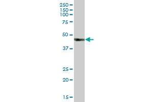 HS2ST1 MaxPab polyclonal antibody. (HS2ST1 Antikörper  (AA 1-229))