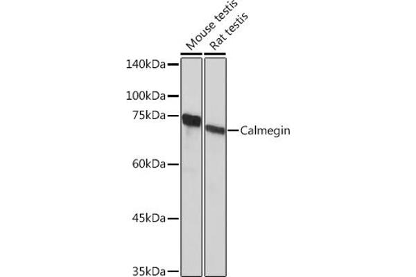 Calmegin Antikörper