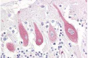 Anti-ITPR1 antibody IHC staining of human brain, cerebellum. (ITPR1 Antikörper  (AA 1566-1615))