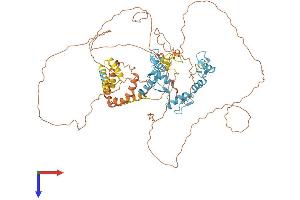 BCL6 Protein (AA 1-706) (His tag)