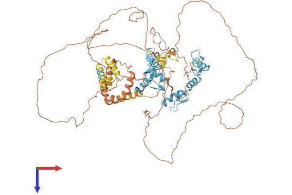 BCL6 Protein (AA 1-706) (His tag)
