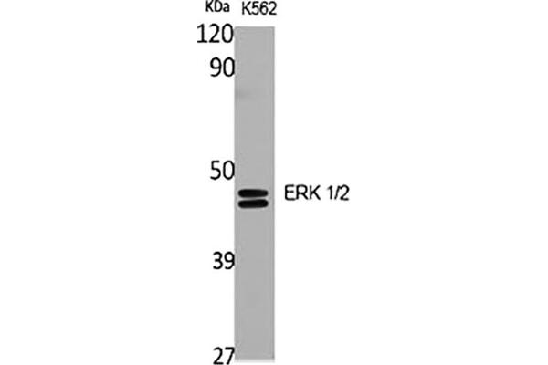 ERK1/2 Antikörper  (AA 300-380)