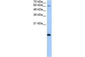 Western Blotting (WB) image for anti-Polymerase (RNA) II (DNA Directed) Polypeptide H (POLR2H) antibody (ABIN2463203) (POLR2H Antikörper)