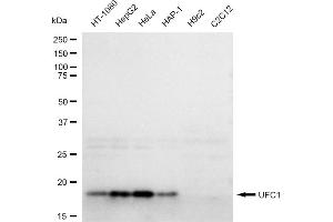 Western blotting analysis using UFC1 antibody (ABIN7800757). (Rekombinanter UFC1 Antikörper)