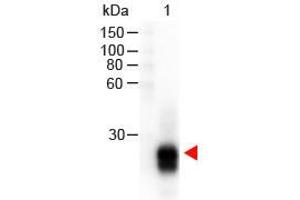 Western Blot of Goat anti-F(ab')2 Rabbit IgG F(ab')2 Antibody Peroxidase Conjugated Pre-Adsorbed. (Ziege anti-Kaninchen IgG (F(ab')2 Region) Antikörper (HRP))
