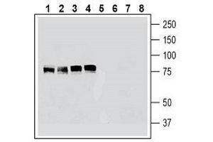 Western blot analysis of human K562 erythroleukemia cell line lysate (lanes 1 and 5), human HeLa cervical adenocarcinoma cell line lysate (lanes 2 and 6), human U-87MG glioblastoma cell line lysate (lanes 3 and 7) and human MCF-7 breast adenocarcinoma cell line lysate (lanes 4 and 8): - 1-4. (Cortactin Antikörper  (Intracellular))