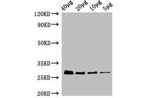 Western Blot Positive WB detected in: Rosseta bacteria lysate at 40 μg, 20 μg, 10 μg, 5 μg All lanes: rpsB antibody, HRP conjugated at 0. (rPSB (AA 2-241) Antikörper (HRP))