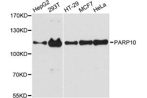 Western blot analysis of extracts of various cell lines, using PARP10 antibody. (PARP10 Antikörper)