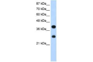 PCBP2 antibody used at 1.