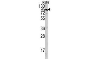 Western blot analysis of ACE2 polyclonal antibody  in K-562 cell lysate (35 ug/lane). (ACE2 Antikörper  (AA 773-805))
