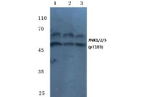 Western blot (WB) analysis of p-JNK1/2/3 antibody at 1/500 dilution (JNK Antikörper  (pThr183))