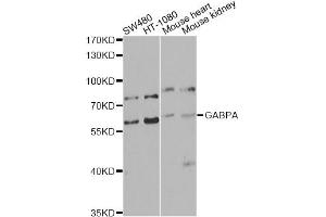Western blot analysis of extracts of various cell lines, using GABPA antibody (ABIN5974588) at 1/1000 dilution. (GABPA Antikörper)