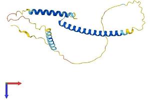 MXD4 Protein (AA 1-209) (His tag)