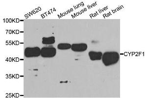Western blot analysis of extracts of various cell lines, using CYP2F1 antibody. (CYP2F1 Antikörper  (AA 100-290))