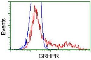 HEK293T cells transfected with either RC200963 overexpress plasmid (Red) or empty vector control plasmid (Blue) were immunostained by anti-GRHPR antibody (ABIN2453974), and then analyzed by flow cytometry. (GRHPR Antikörper)