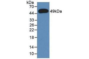 Western blot analysis of recombinant Rat a1AGP. (ORM1 Antikörper  (AA 19-186))