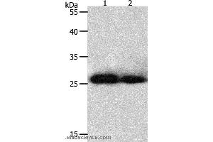 Western blot analysis of Hela and 293T cell, using PRDX3 Polyclonal Antibody at dilution of 1:800