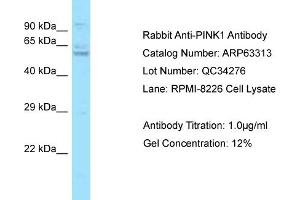 Western Blotting (WB) image for anti-PTEN Induced Putative Kinase 1 (PINK1) (N-Term) antibody (ABIN971402) (PINK1 Antikörper  (N-Term))