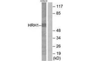 Western blot analysis of extracts from COLO205 cells, using HRH1 Antibody. (HRH1 Antikörper  (AA 141-190))