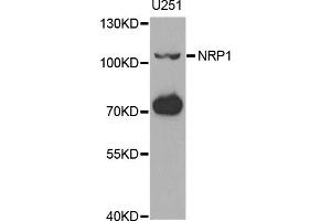 Western blot analysis of extracts of U-251MG cells, using NRP1 antibody (ABIN1882337) at 1:1000 dilution. (Neuropilin 1 Antikörper)