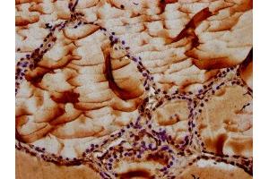 Immunohistochemistry (IHC) image for anti-Mannosidase, Alpha, Class 2B, Member 2 (MAN2B2) (AA 347-523) antibody (ABIN7151913)
