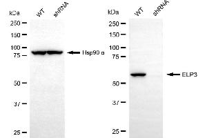 Western blotting analysis using ELP3 antibody (ABIN7798434).