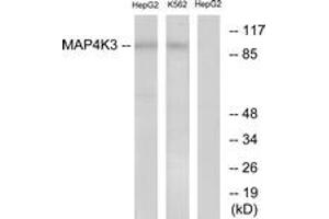 Western blot analysis of extracts from HepG2/K562 cells, using MAP4K3 Antibody.