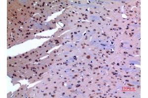 Immunohistochemistry (IHC) analysis of paraffin-embedded Rat Brain, antibody was diluted at 1:100. (HSP90 Antikörper  (Lys284, Lys292))