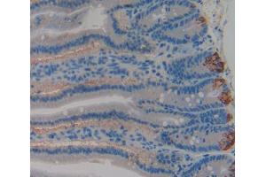 IHC-P analysis of Rat Tissue, with DAB staining. (GP1BB Antikörper  (AA 52-164))