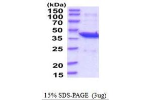 SDS-PAGE (SDS) image for Platelet-Activating Factor Acetylhydrolase 2, 40kDa (PAFAH2) (AA 1-392) protein (His tag) (ABIN5854177)