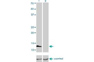 Western Blotting (WB) image for anti-Fatty Acid Binding Protein 3, Muscle and Heart (FABP3) (AA 1-133) antibody (ABIN560837)