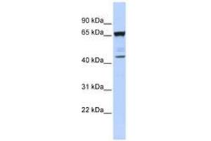 SCML4 Antikörper  (AA 72-121)