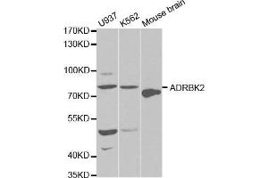 Western blot analysis of extracts of various cell lines, using ADRBK2 antibody. (ADRBK2 Antikörper  (AA 1-300))