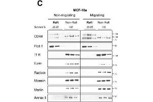 CD44 affiliation with lipid rafts is reduced during migration of highly-invasive breast cancer cells. (Annexin A2 Antikörper)