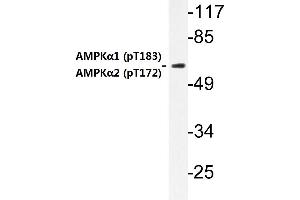 Western blot (WB) analysis of p-AMPKα1/2 antibody in extracts from HuvEc cells . (PRKAA1 Antikörper  (pThr174))