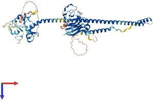 TRIM47 Protein (AA 1-641) (His tag)