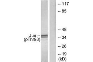 Western blot analysis of extracts from HeLa cells treated with UV, using c-Jun (Phospho-Thr93) Antibody. (C-JUN Antikörper  (pThr93))