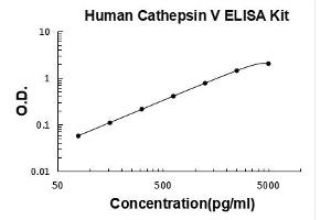 Cathepsin L2 (CTSL2) ELISA Kit