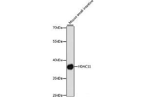 Western blot analysis of extracts of Mouse small intestine using HDAC11 Polyclonal Antibody at dilution of 1:1000. (HDAC11 Antikörper)