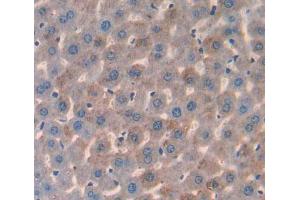 Used in DAB staining on fromalin fixed paraffin- embedded liver tissue (HMGCL Antikörper  (AA 1-325))