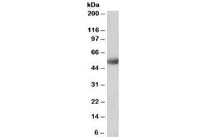 Western blot testing of human cerebellum lysate with SEPT4 antibody at 0. (Septin 4 Antikörper)