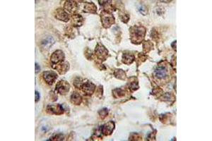 Image no. 1 for anti-Nanog Homeobox (NANOG) (AA 101-131), (Middle Region) antibody (ABIN357015) (Nanog Antikörper  (Middle Region))