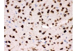 Anti- ELAVL4 Picoband antibody, IHC(P) IHC(P): Mouse Brain Tissue (ELAVL4 Antikörper  (N-Term))