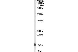 Biotinylated ABIN5539637 (0. (FABP2 Antikörper  (C-Term) (Biotin))