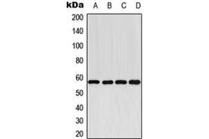 Western blot analysis of Cytochrome P450 2E1 expression in HEK293T (A), NIH3T3 (B), H9C2 (C), Human Liver (D) whole cell lysates.